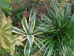 vignette agave americana 