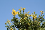 vignette Tecomaria capensis jaune