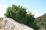 vignette Tecomaria capensis jaune