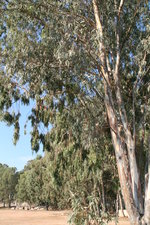 vignette Eucalyptus camaldulensis var. camaldulensis=Eucalyptus rostrata