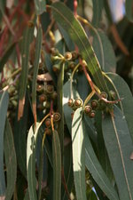 vignette Eucalyptus camaldulensis var. camaldulensis=Eucalyptus rostrata