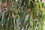 vignette Eucalyptus camaldulensis var. camaldulensis=Eucalyptus rostrata