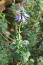 vignette Plectranthus neochilus