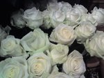 vignette roses blanches