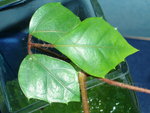 vignette Cissus rhombifolia