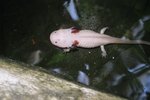 vignette Axolotl - Ambystoma mexicanum
