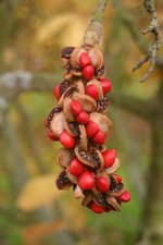 vignette Magnolia x soulangeana 'Lennei Alba' : fruit