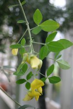 vignette Crotalaria capensis