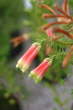 vignette Erica hebecalyx