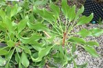 vignette Protea cynaroides