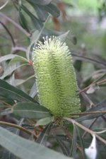 vignette Banksia integrifolia