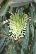 vignette Banksia integrifolia