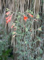 vignette Zauschneria californica 'Catalina'