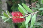 vignette Callistemon citrinus