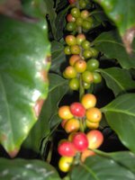 vignette Coffea arabica 