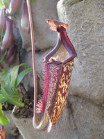 vignette nepenthes