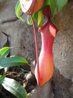 vignette nepenthes
