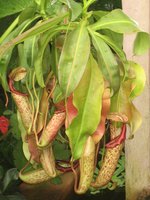 vignette Nepenthes