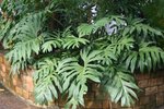 vignette Philodendron pinnatifidum