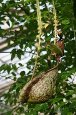 vignette Nepenthes 'Mizuho' = Nepenthes rafflesiana var. alata