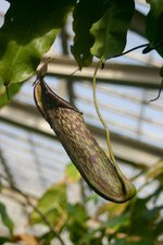 vignette Nepenthes