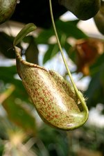 vignette Nepenthes