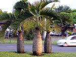 vignette 03 palmier Hyophorbe lagenicaulis