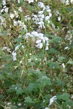 vignette Pelargonium alchemilloides