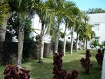 vignette 06 palmiers Hyophorbe verschaffeltii