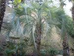 vignette 07 palmier Butia yatay