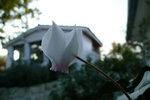 vignette Cyclamen hederifolium 'Silver leaved'