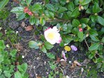 vignette camellia sasanqua narumi gata