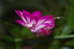 vignette Schlumbergera truncatus rose