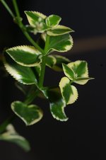 vignette Crassula sarmentosa var. variegata