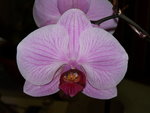 vignette orchide phalaenopsis