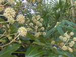 vignette Fatsia japonica (floraison automnale)