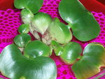 vignette eichornia crassipes / jacinthe d'eau
