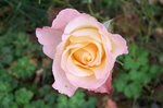 vignette Rose... (rosier nain)