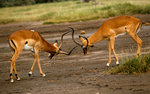 vignette Impalas mâles...affrontement !