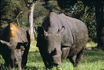 vignette Rhinoceros noirs