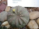 vignette Euphorbia obesa