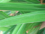vignette setaria palmifolia