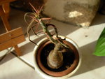 vignette pachypodium succulentum