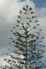 vignette Araucaria heterophylla