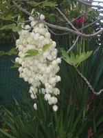 vignette yucca gloriosa, fleurs