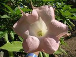 vignette Brugmansia versicolor 'Ecuador pink'