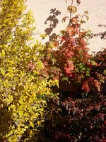 vignette Grenadier ,Viburnum opulus roseum ou 
