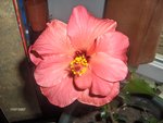 vignette hibiscus rosa-sinensis   (sauvé)