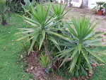 vignette Yucca elephantipes