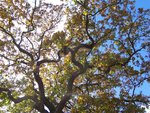 vignette Quercus robur (le chne)